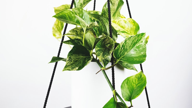 世界杯足球赛高清直播画面 - 球员在绿茵场上激烈拼抢